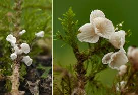 Attēlu rezultāti vaicājumam “Rimbachia neckerae”