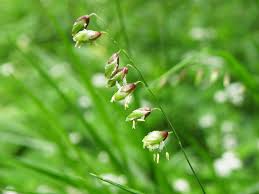 Attēlu rezultāti vaicājumam “Melica nutans”