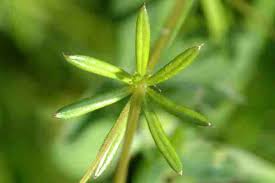 Attēlu rezultāti vaicājumam “Galium uliginosum”