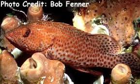 Image result for Epinephelus guttatus