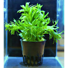 「水蘊草」的圖片搜尋結果