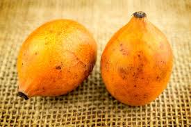 Attēlu rezultāti vaicājumam “Betula humilis fruit”