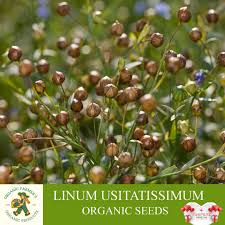 Attēlu rezultāti vaicājumam “Linum usitatissimum bud”