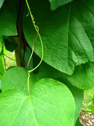 Attēlu rezultāti vaicājumam “Aristolochia durior leaf”