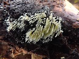 Attēlu rezultāti vaicājumam “Mucronella calva”