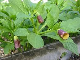 Attēlu rezultāti vaicājumam “Scopolia carniolica flower”