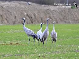 Attēlu rezultāti vaicājumam “Grus grus adult”