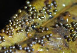 Attēlu rezultāti vaicājumam “Physarum bryomacrocarpum spores”