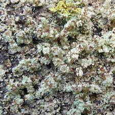 Attēlu rezultāti vaicājumam “Cladonia parasitica”