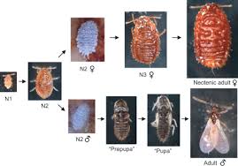 Attēlu rezultāti vaicājumam “Psylla alni nymph”