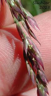 Attēlu rezultāti vaicājumam “Cinna latifolia leaf”