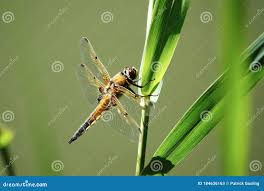 Attēlu rezultāti vaicājumam “Libellula quadrimaculata larva”