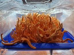 Attēlu rezultāti vaicājumam “Cordyceps polyarthra”