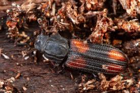 Attēlu rezultāti vaicājumam “Bitoma crenata”