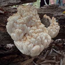 Attēlu rezultāti vaicājumam “Hemitrichia lutescens sessile”