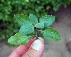 Attēlu rezultāti vaicājumam “Prunella vulgaris leaf”