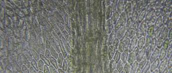 Attēlu rezultāti vaicājumam “Thamnobryum subserratum”