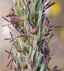 Attēlu rezultāti vaicājumam “Ammophila arenaria”
