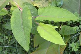 Attēlu rezultāti vaicājumam “Reynoutria sachalinensis leaf”