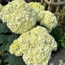 Attēlu rezultāti vaicājumam “Hydrangea arborescens flower”
