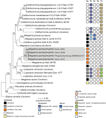 Attēlu rezultāti vaicājumam “Megalaria grossa”