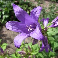 Attēlu rezultāti vaicājumam “Campanula latifolia”