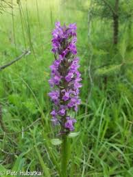 Attēlu rezultāti vaicājumam “Dactylorhiza incarnata leaf”