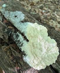 Attēlu rezultāti vaicājumam “Comatricha ellae spores”