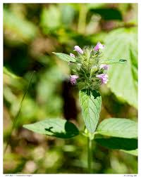 Attēlu rezultāti vaicājumam “Clinopodium vulgare leaf”