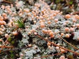 Attēlu rezultāti vaicājumam “Dibaeis baeomyces”