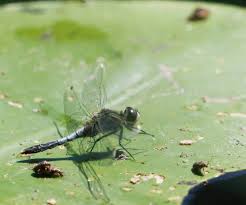Attēlu rezultāti vaicājumam “Leucorrhinia caudalis male”