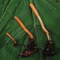 Attēlu rezultāti vaicājumam “Cordyceps polyarthra”