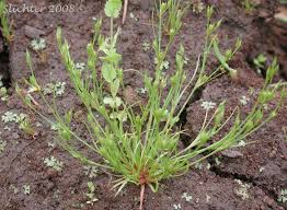 Attēlu rezultāti vaicājumam “Juncus bufonius bud”