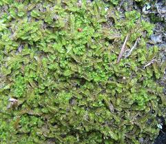 Attēlu rezultāti vaicājumam “Trilophozia quinquedentata”