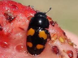 Attēlu rezultāti vaicājumam “Glischrochilus grandis”