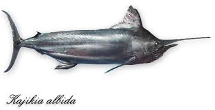 Image result for Kajikia albida