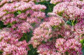 Attēlu rezultāti vaicājumam “Hylotelephium telephium bud”