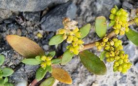 Attēlu rezultāti vaicājumam “Herniaria glabra”