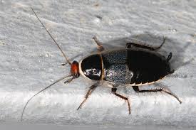 Attēlu rezultāti vaicājumam “Ectobius sylvestris”