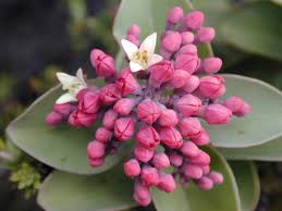 Attēlu rezultāti vaicājumam “Santalaceae”