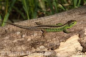 Attēlu rezultāti vaicājumam “Lacerta agilis male”