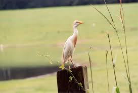 Attēlu rezultāti vaicājumam “Bubulcus ibis”