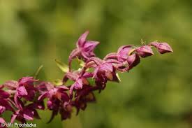 Attēlu rezultāti vaicājumam “Epipactis atrorubens bud”