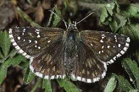 Attēlu rezultāti vaicājumam “Pyrgus serratulae”