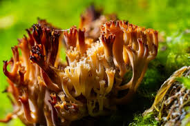 Attēlu rezultāti vaicājumam “Ramaria flava”