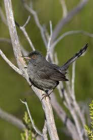 Image result for Sylvia sarda