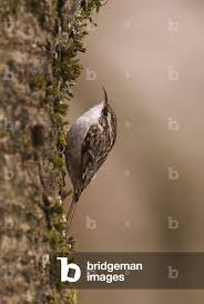 Attēlu rezultāti vaicājumam “Certhia familiaris”