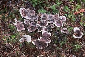 Attēlu rezultāti vaicājumam “Phellodon tomentosus”