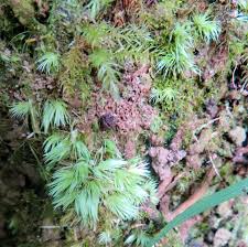 Attēlu rezultāti vaicājumam “Campylopus introflexus”