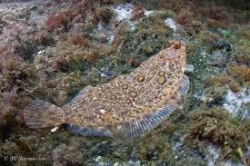 Image result for Microstomus kitt
